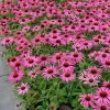 Echinacea purpurea Magnus G-9