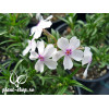 Phlox subulata Amazing Grace G-9