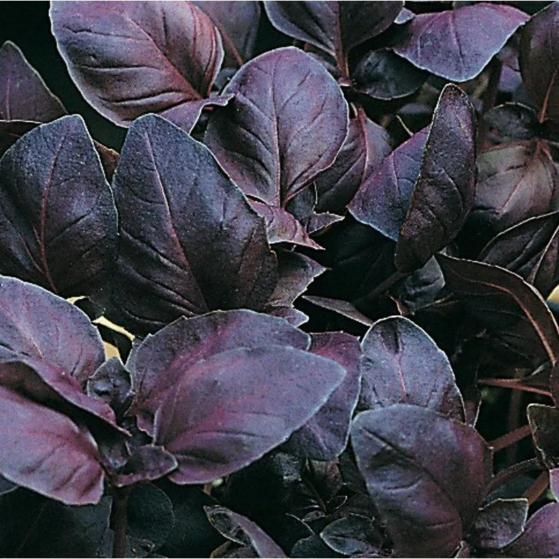 Ocimum basilicum Chianti G-9