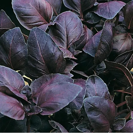 Ocimum basilicum Chianti G-9
