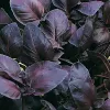 Ocimum basilicum Chianti G-9