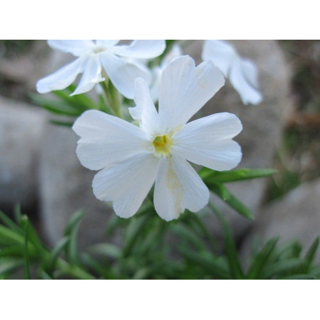 Phlox subulata White Delight