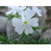 Phlox subulata White Delight