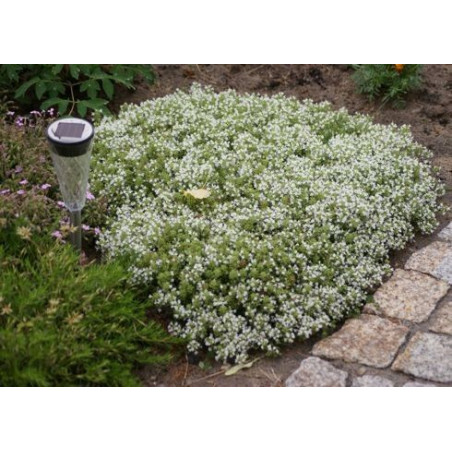 Thymus praecox Albiflorus G-9