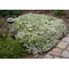 Thymus praecox Albiflorus G-9
