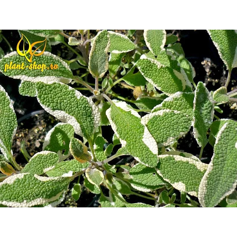 Salvia officinalis Bicolor G-9