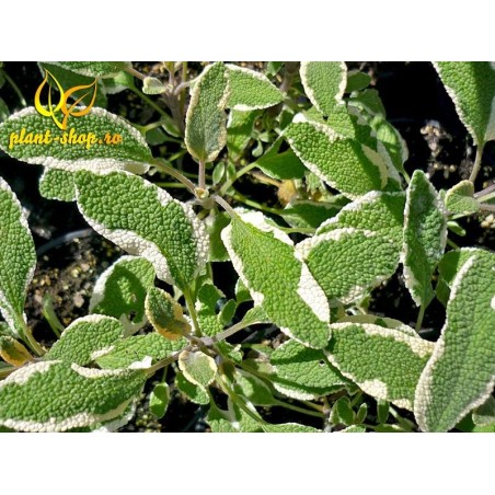 Salvia officinalis Bicolor G-9