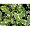 Salvia officinalis Bicolor G-9