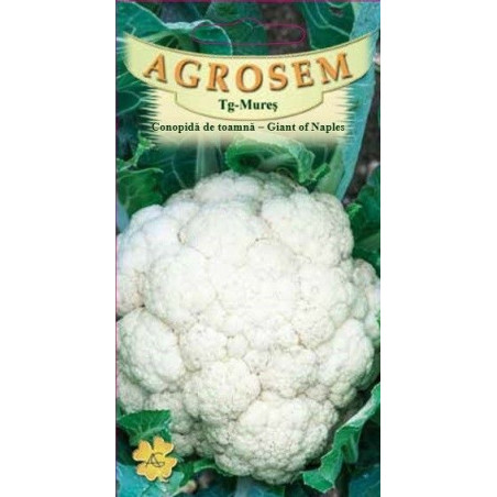 Conopida seminte - Brassica oleracea var. botrytis Giant of Naples