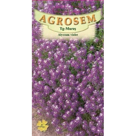 Alyssum violet seminte - Lobularia maritima Violet