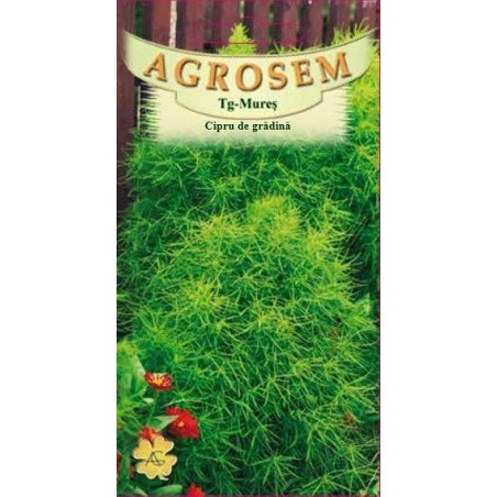Cipru de gradina seminte - Kochia scoparia