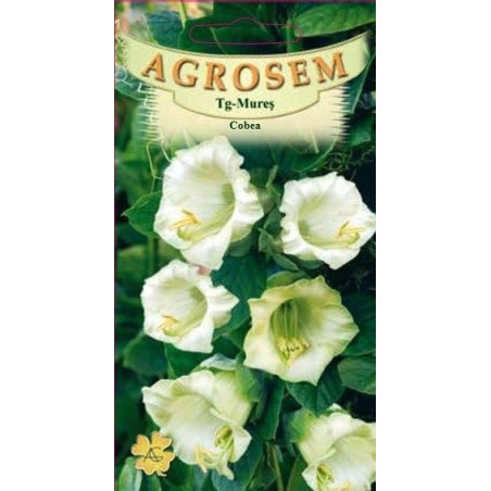 Cobea seminte - Cobaea scandens