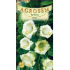 Cobea seminte - Cobaea scandens