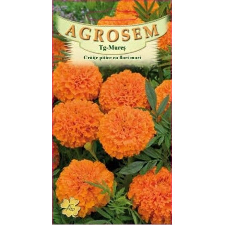 Craite pitice cu flori mari seminte - Tagetes erecta nana