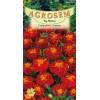 Craite pitice seminte - Tagetes patula nana Carmen