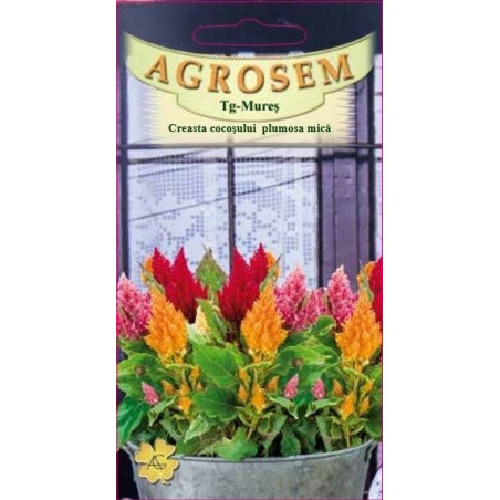 Crestea cocosului plumosa mica seminte - Celosia argentea var. plumosa