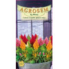 Crestea cocosului plumosa mica seminte - Celosia argentea var. plumosa
