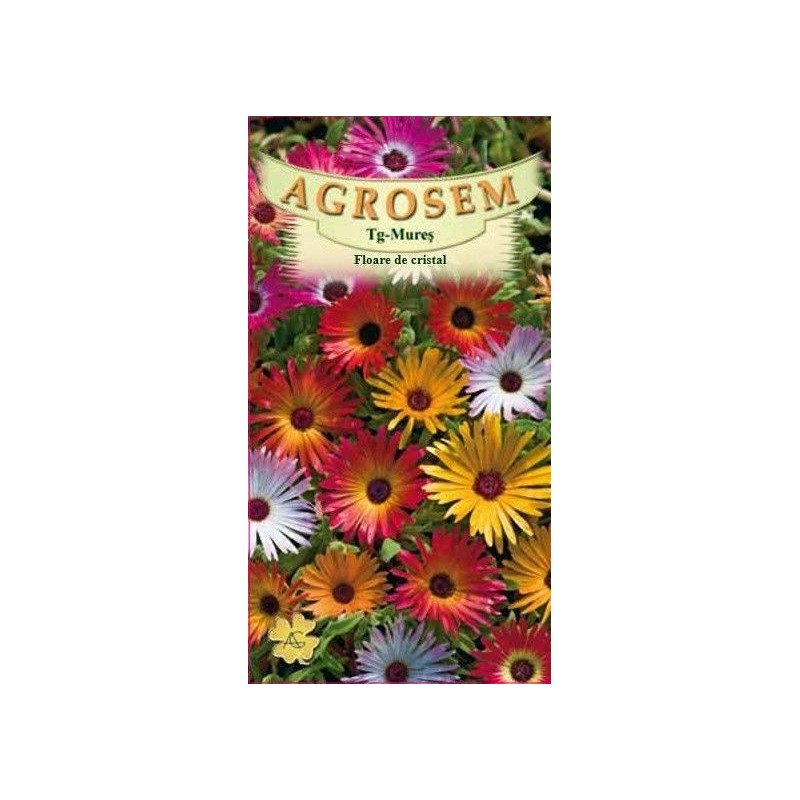 Floare de cristal seminte - Mesembryanthemum criniflorum mix