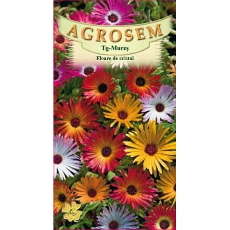 Floare de cristal seminte - Mesembryanthemum criniflorum mix