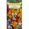 Floare de macaleandru seminte - Nemesia strumosa mix