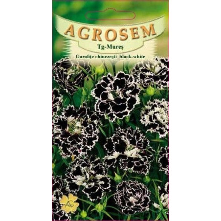 Garofite chinezesti black-white seminte - Dianthus chinensis Black-White