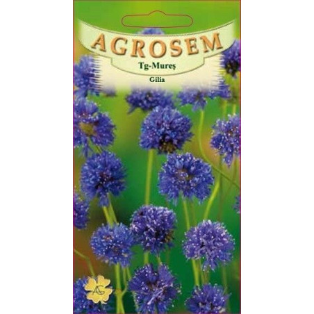 Gilia seminte - Gilia capitata
