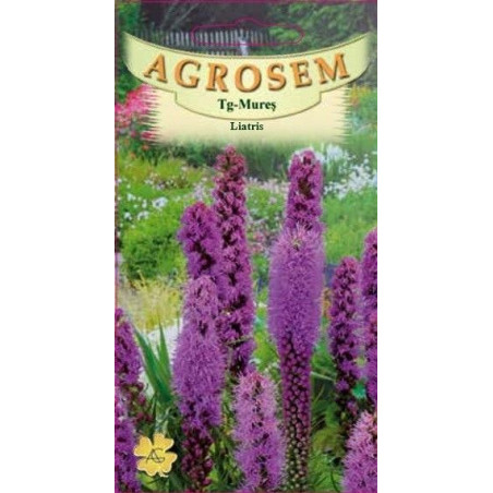 Liatris seminte - Liatris spicata