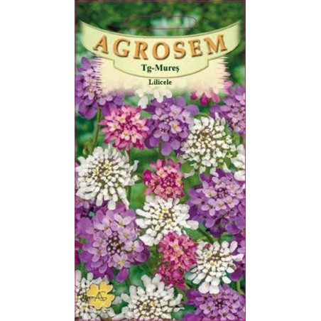Lilicele seminte - Iberis umbellata mix