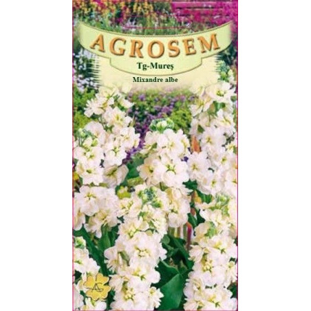 Mixandre albe seminte - Matthiola incana White