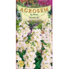 Mixandre albe seminte - Matthiola incana White