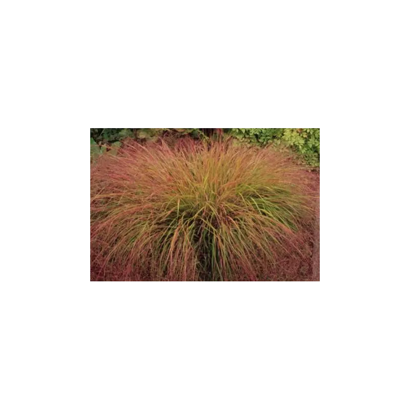 Stipa arundinacea "Sirocco"