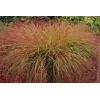 Stipa arundinacea "Sirocco"