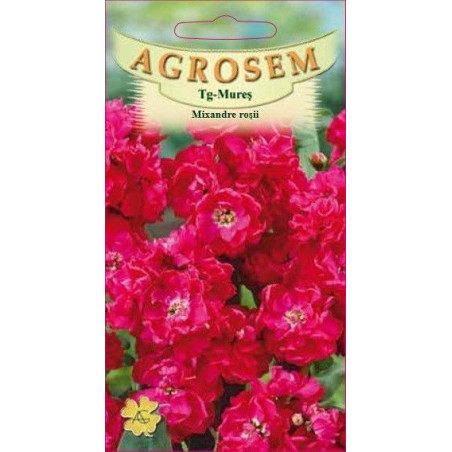 Mixandre rosii seminte - Matthiola incana Red