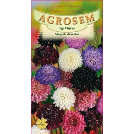Muscata dracului seminte - Scabiosa atropurpurea mix