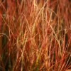 Stipa arundinacea "Sirocco"
