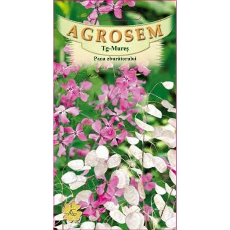 Pana zburatorului seminte - Lunaria annua