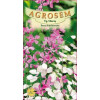 Pana zburatorului seminte - Lunaria annua