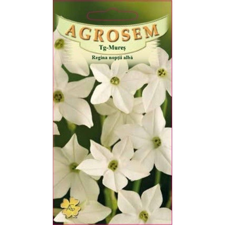 Regina noptii alba seminte - Nicotiana alata
