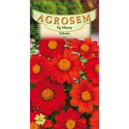 Tithonia seminte - Tithonia rotundifolia