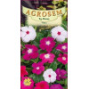 Vinca seminte - Catharanthus roseus mix