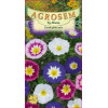 Zorele pitice mix seminte - Convolvulus tricolor mix