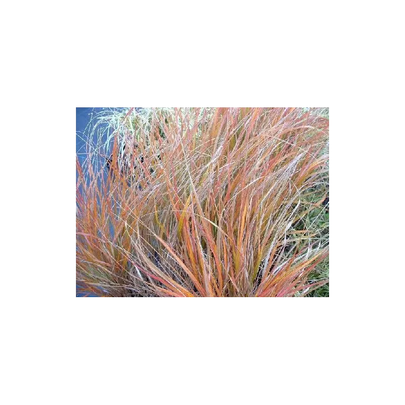 Stipa arundinacea "Sirocco"