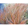 Stipa arundinacea "Sirocco"