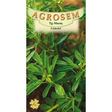Schinduf seminte - Trigonella foenum graecum