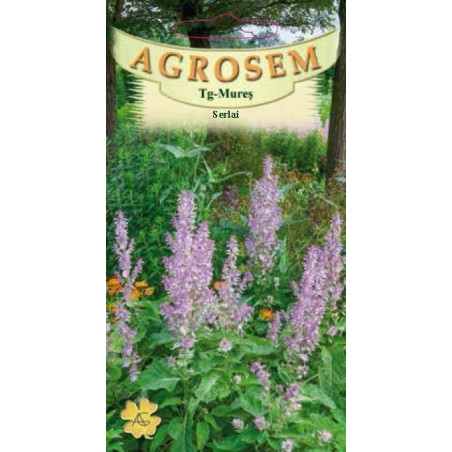Serlai - iarba Sfantului Ion seminte - Salvia sclarea