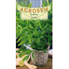 Leustean seminte - Levisticum officinalis