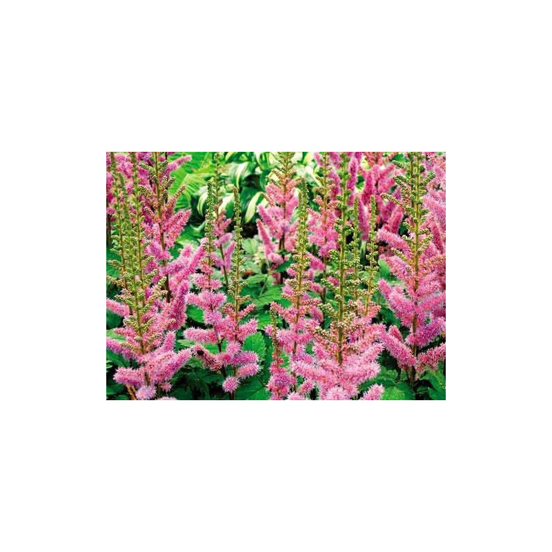 Astilbe chinensis "Pumila"