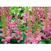Astilbe chinensis "Pumila"