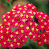 Coada Soricelului (Achillea Paprika)