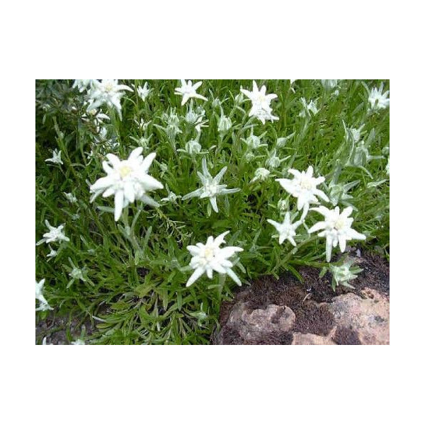 Leontopodium souliei "Alpina White"